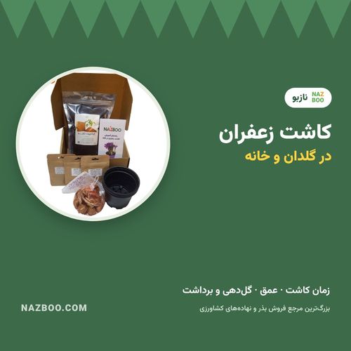 کاشت زعفران در گلدان؛ آموزش کاشت پیاز زعفران در خانه