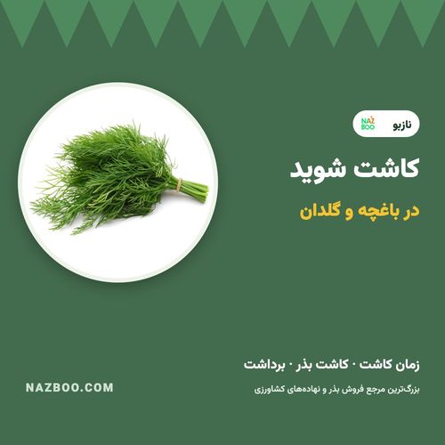 کاشت شوید؛ زمان کاشت، روش کاشت بذر شوید در باغچه و گلدان و برداشت