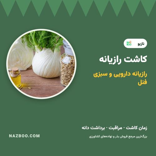 کاشت رازیانه؛ زمان کاشت، کاشت بذر رازیانه و سبزی فنل و برداشت
