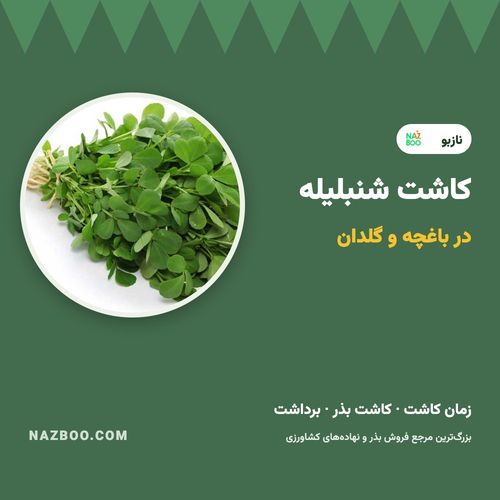 کاشت شنبلیله؛ زمان کاشت، کاشت بذر شنبلیله در باغچه و گلدان و برداشت