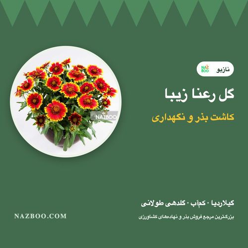 گل رعنا زیبا؛ کاشت بذر گیلاردیا، نگهداری و گلدهی از بهار تا پاییز
