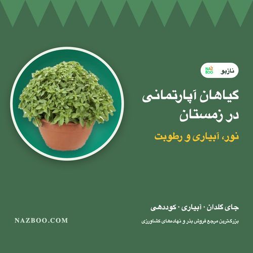 نگهداری گیاهان آپارتمانی در زمستان؛ نور، آبیاری، رطوبت و کوددهی