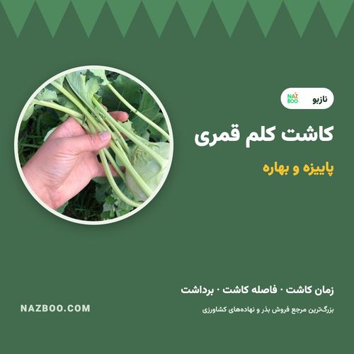 کاشت کلم قمری؛ زمان کاشت، روش کاشت بذر کلم قمری و برداشت