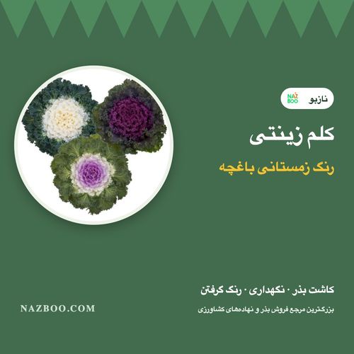 کلم زینتی؛ کاشت بذر، نگهداری در پاییز و زمستان و رنگ گرفتن برگ‌ها