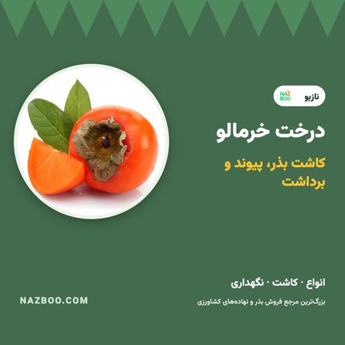 درخت خرمالو؛ کاشت بذر خرمالو، پیوند، نگهداری و برداشت