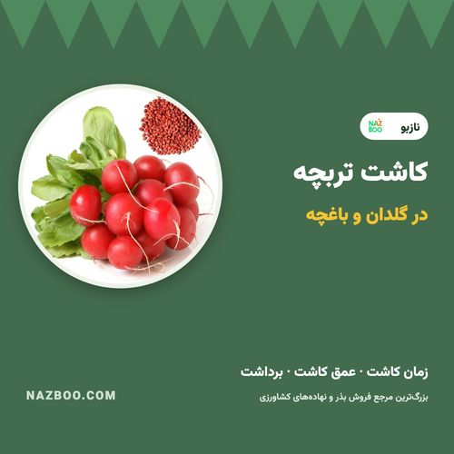 کاشت تربچه؛ زمان کاشت، روش کاشت بذر تربچه در گلدان و باغچه و برداشت
