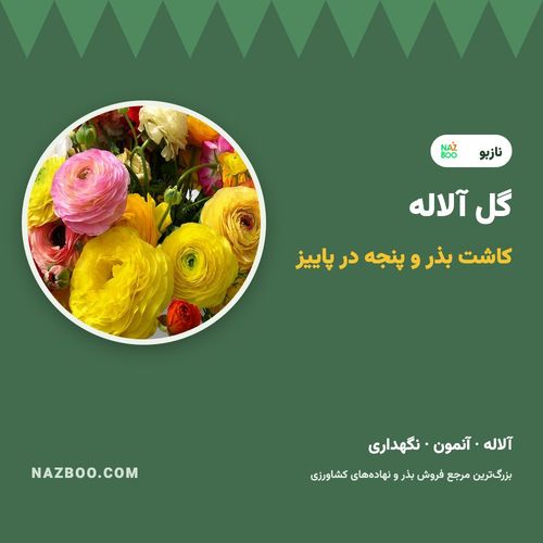 گل آلاله؛ کاشت بذر و پنجه آلاله و آنمون در پاییز و نگهداری