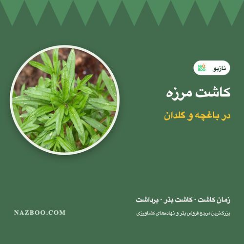 کاشت مرزه؛ زمان کاشت، روش کاشت بذر مرزه در باغچه و گلدان و برداشت