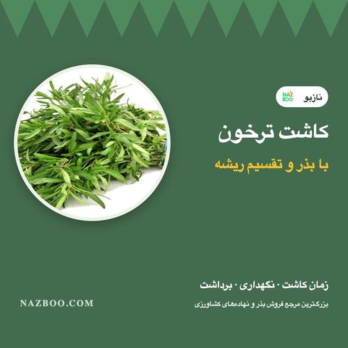 کاشت ترخون؛ کاشت با بذر و تقسیم ریشه، زمان کاشت و نگهداری ترخون