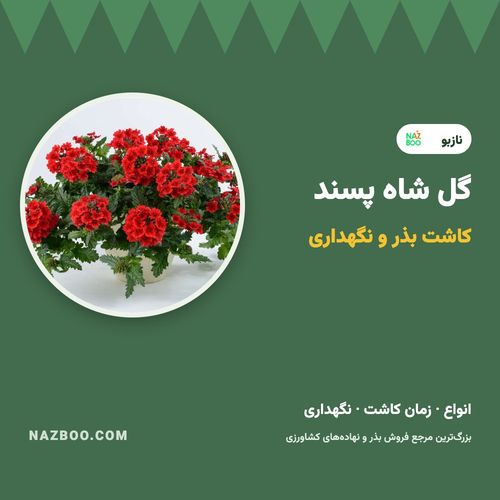 گل شاه پسند؛ انواع، کاشت بذر شاه پسند و نگهداری در گلدان و باغچه