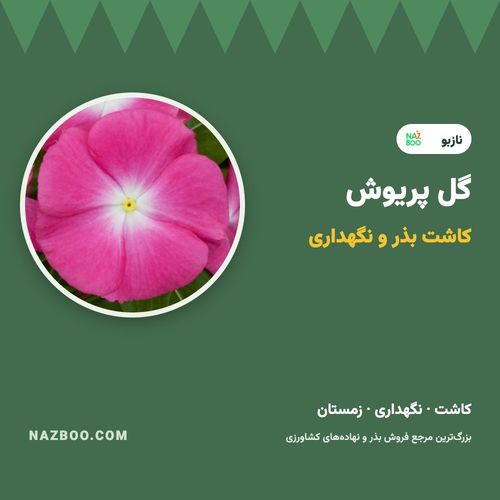 گل پریوش؛ کاشت بذر، نگهداری در تابستان و زمستان و رفع مشکلات