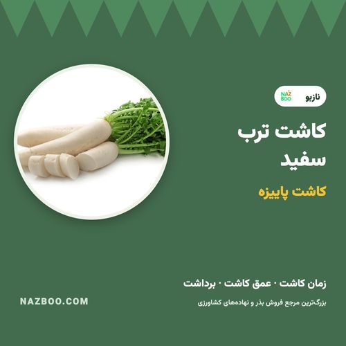 کاشت ترب سفید؛ زمان کاشت پاییزه، روش کاشت بذر و برداشت ترب سفید