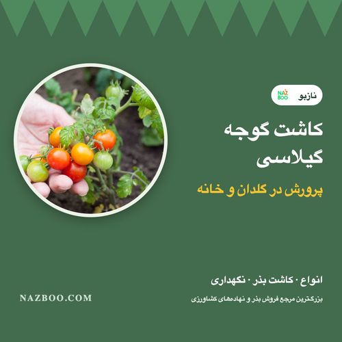 کاشت گوجه گیلاسی در گلدان و خانه؛ انواع، مراحل کاشت بذر و نگهداری