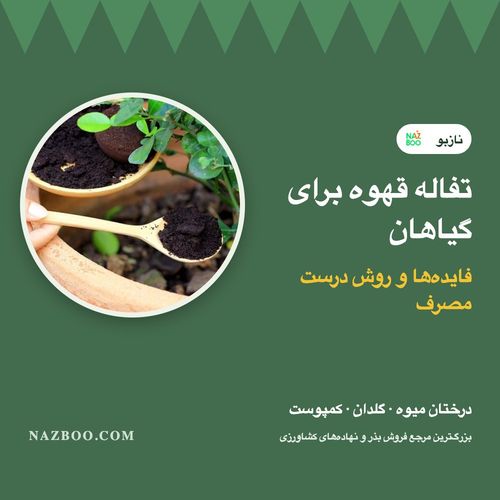 تفاله قهوه برای گیاهان و درختان؛ فایده‌ها، روش مصرف و گیاهانی که نباید بگیرند
