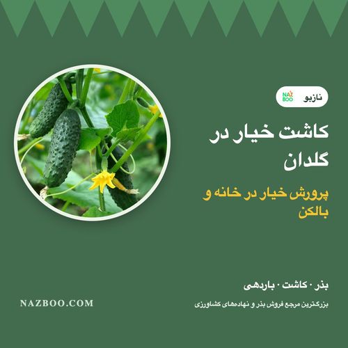 کاشت خیار در گلدان و خانه؛ انتخاب بذر، مراحل کاشت، نگهداری و باردهی