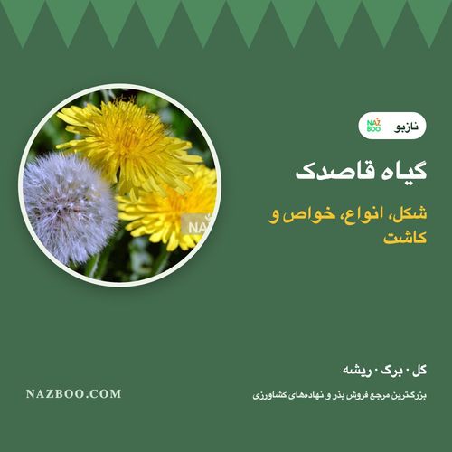 گیاه قاصدک؛ شکل گل و برگ، انواع، خواص سنتی و کاشت یا کنترل قاصدک