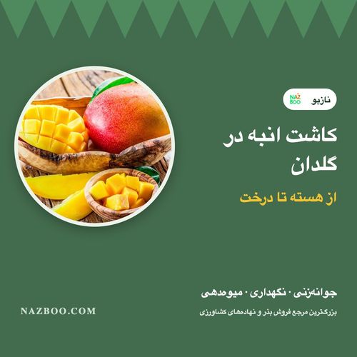 کاشت انبه در گلدان از هسته؛ آموزش قدم‌به‌قدم، نگهداری و میوه‌دهی