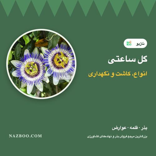 گل ساعتی؛ معرفی انواع، کاشت از بذر و قلمه، نگهداری و عوارض گل ساعتی خشک