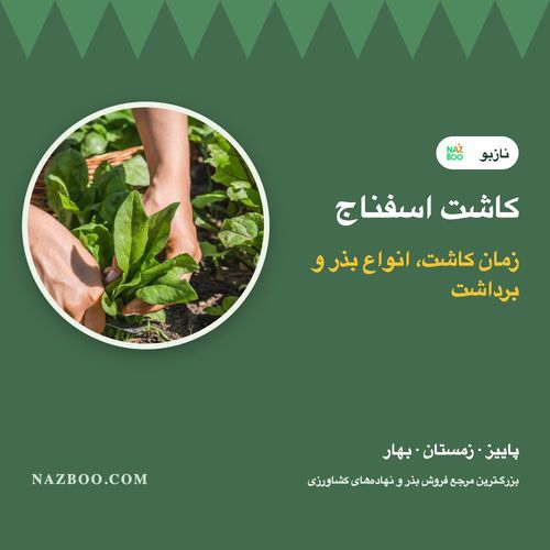 کاشت اسفناج؛ زمان کاشت در پاییز، زمستان و بهار، انواع بذر و برداشت