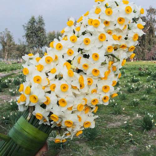 پیاز گل نرگس شیراز سایز متوسط