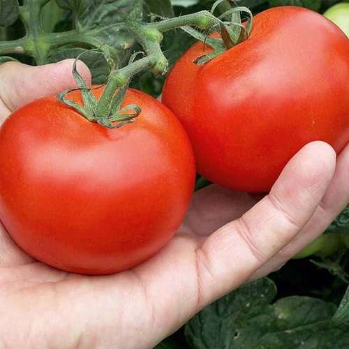 بذر گوجه هیبرید فضای باز پلیت شده