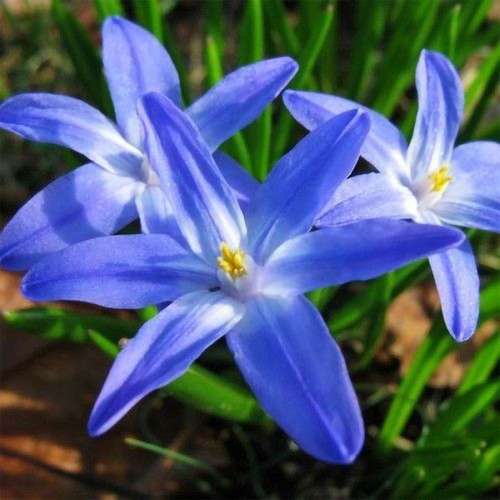 گل chionodoxa