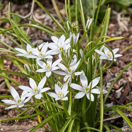 گل ornithogalum