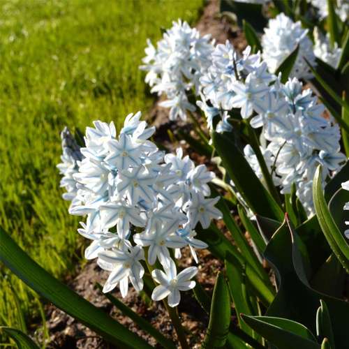 گل striped squill