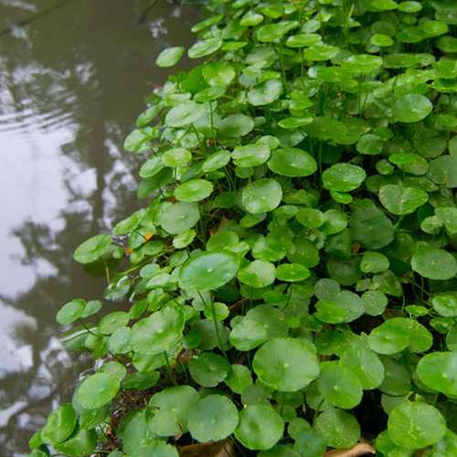 hydrocotyle verticillata هیدرو کوتیل