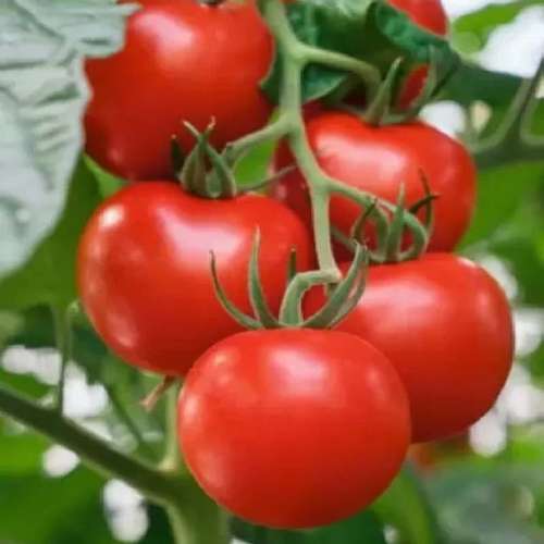 بذر گوجه گلخانه ای هیبرید