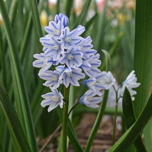 بذر گل قرقره - striped squill