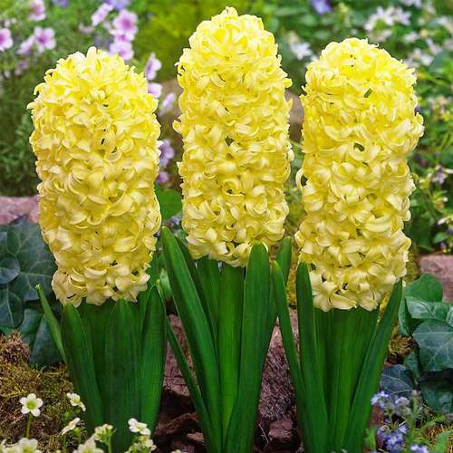 پیاز گل سنبل هلندی