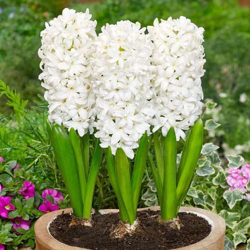 پیاز گل سنبل هلندی