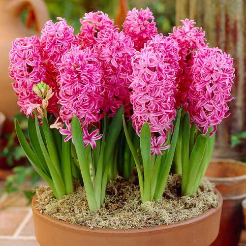 پیاز گل سنبل هلندی