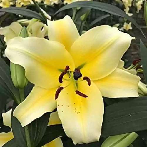 پیاز گل لیلیوم هلندی OT
