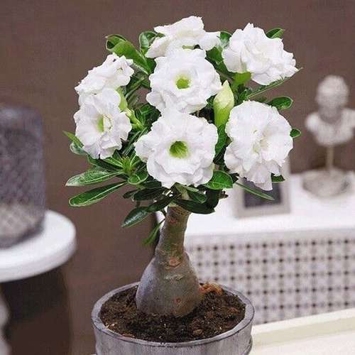 بذر آدنیوم آبسوم تک رنگ(سینگل کالر)