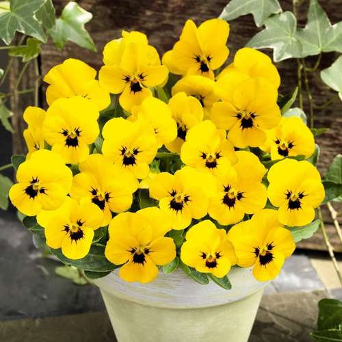 بذر گل بنفشه درجه یک