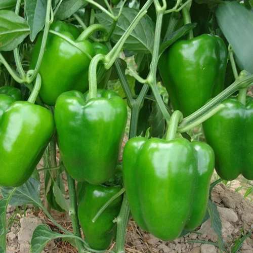 بذر فلفل دلمه هیبرید F1 سبز گلخانه ای