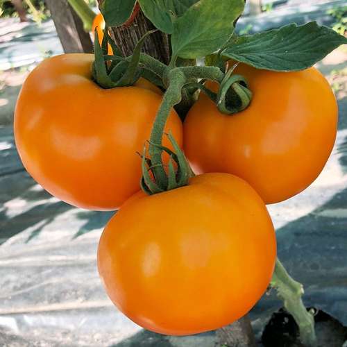 بذر گوجه نارنجی