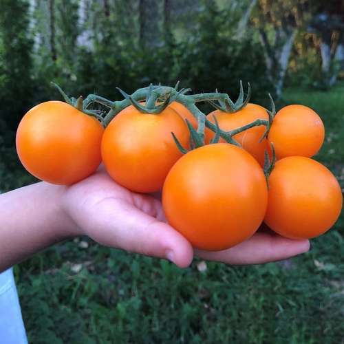 عکس گوجه نارنجی