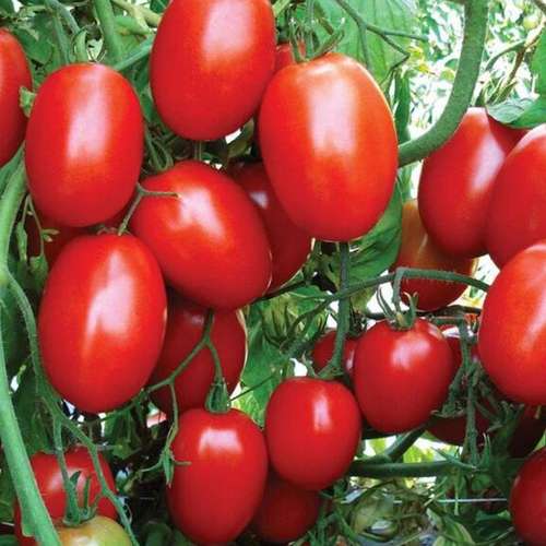 بذر گوجه هیبرید فضای باز پلیت شده
