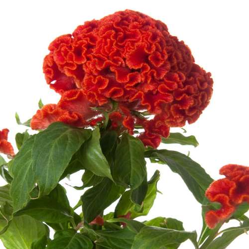 بذر گل تاج خروس چتری پاکوتاه