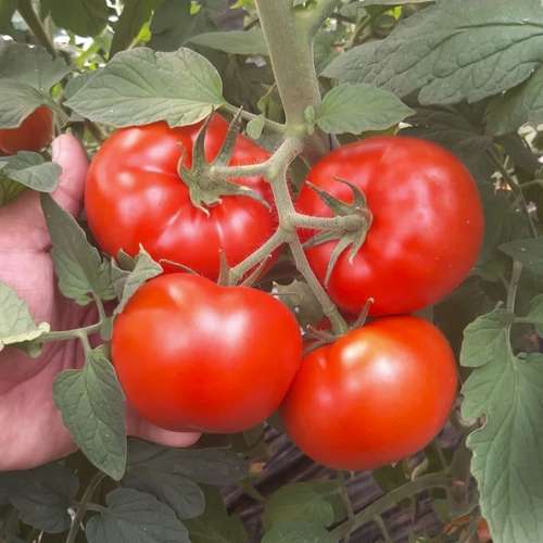 بذر گوجه اوماگنا