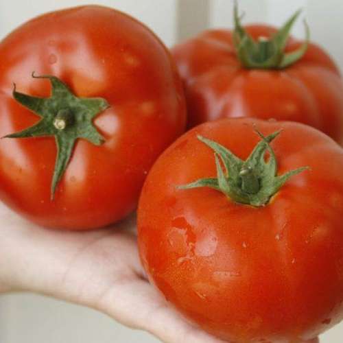 بذر گوجه هیبرید اوماگنا