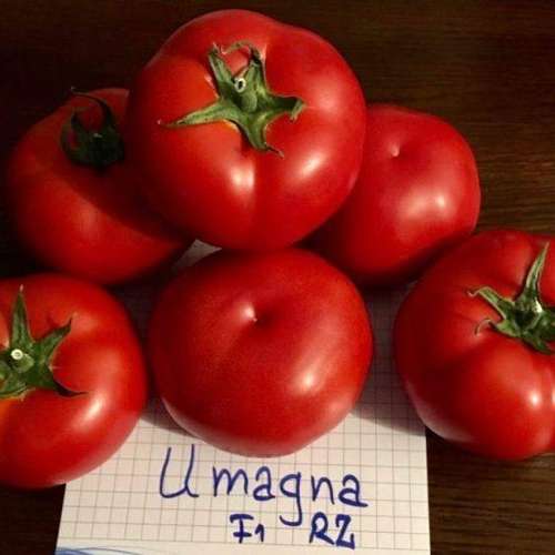 بذر گوجه فرنگی اوماگنا