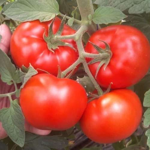بذر گوجه هیبرید گلخانه ای اوماگنا