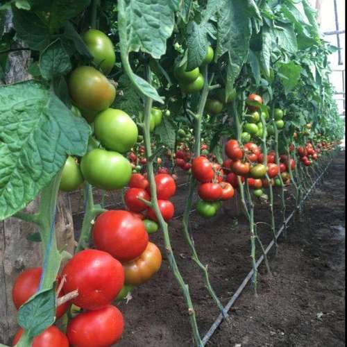 بذر گوجه گلخانه ای  اوماگنا