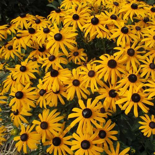 بذر عمده گل کوکب کوهی زرد گل درشت
