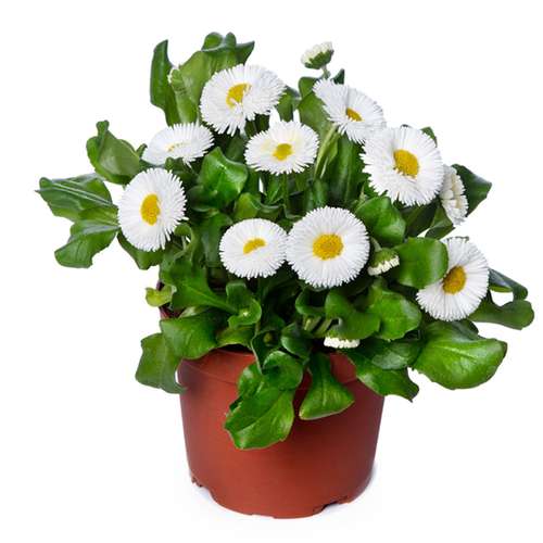 بذر عمده گل مینا چمنی پاکوتاه