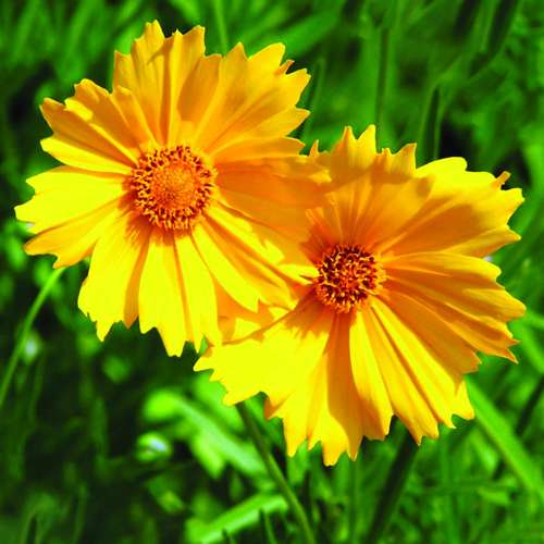 بذر عمده گل اشرفی